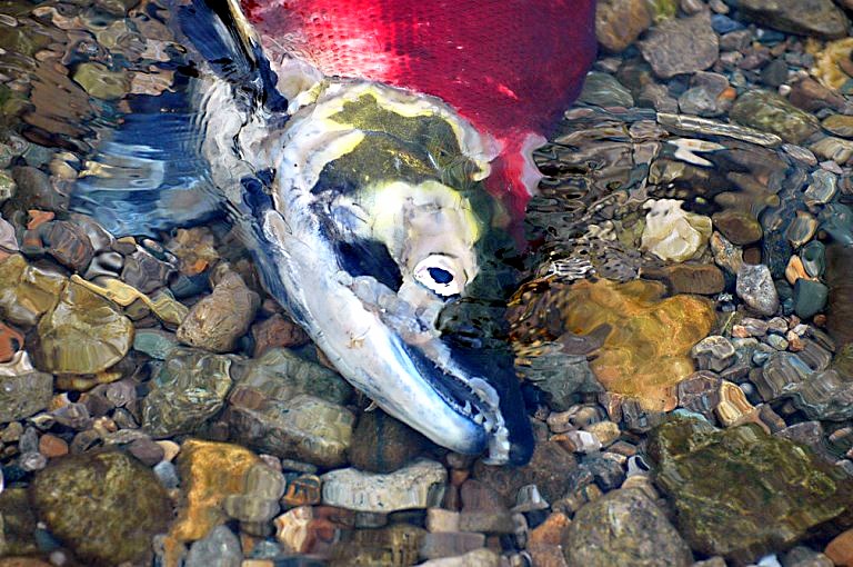 pacific salmon dying after spawning