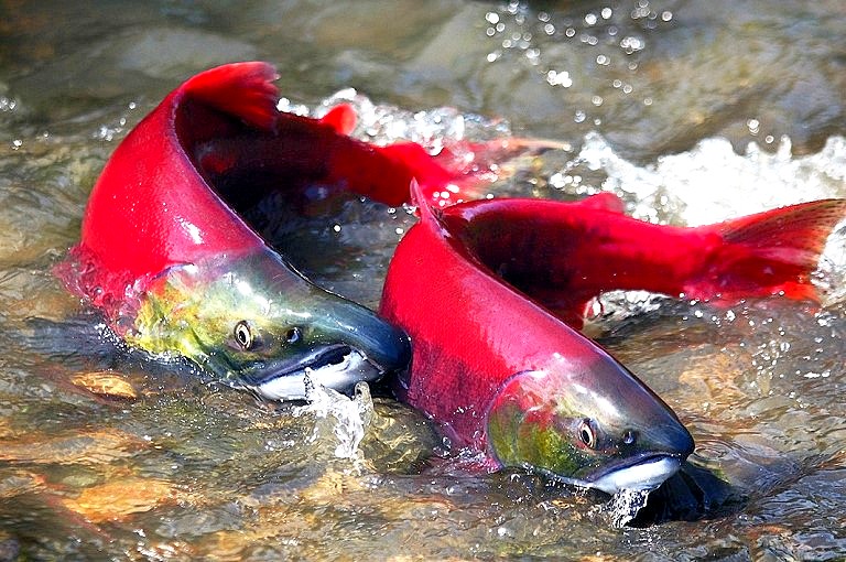 pacific salmon spawning